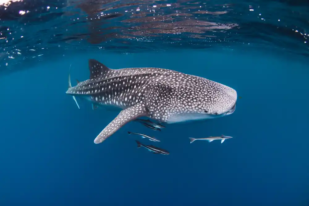 Paket sailing lombok to komodo 4d3n